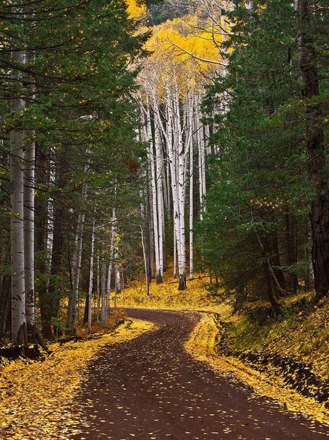 Autumn Road near Flagstaff, Arizona Visit Arizona, Flagstaff Az, Flagstaff Arizona, Country Roads Take Me Home, Aspen Trees, Arizona Travel, Autumn Scenery, Dirt Road, Interesting Images