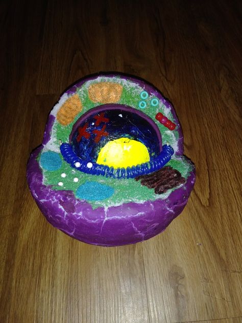 This is my 7th grade cell model Materials: - Playdoh (cell membrane & nuclear membrane) -pipe cleaner (Golgi bodies) - Green paint (Cytoplasm) - Blue paint ( Nucleus) - Yellow paint (Nucleolus) - red paint (chromosomes) - Beads ( Lysosomes & centrioles) - felt (mitochondria & vacuoles) - large foam ball (Cell) - small foam ball (Nucleus) -tiny foam balls (ribosomes) - Scissor - hot glue gun - Tooth picks & blank paper to label Golgi Bodies, Cell Model Project, Nuclear Membrane, Cell Model, Yellow Paint, Cell Membrane, Blank Paper, 7th Grade, Yellow Painting