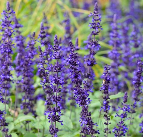 Hillside Gardens, Rose Companion Plants, Easy Perennials, Hummingbird Garden, Blue Sage, Coastal Gardens, Mediterranean Garden, Flower Spike, Herbaceous Perennials