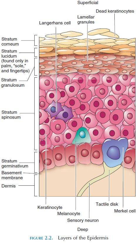 Layers Of Epidermis Anatomy, Skin Structure Anatomy, Skin Layers Anatomy, Skin Layers Anatomy Project, Epidermis Layers, Skin Diagram, Structure Of Skin, Squamous Epithelium, Layers Of The Skin