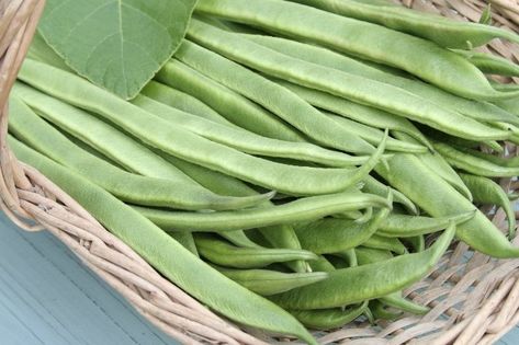 How To Cook Pole Beans From The Garden – Grower Today Best Pole Bean Recipes, How To Cook Pole Beans, Pole Beans Recipe, Learning How To Cook, Buttercup Squash, Tomato Trellis, Organic Pest Control, Steamer Basket, Pole Beans