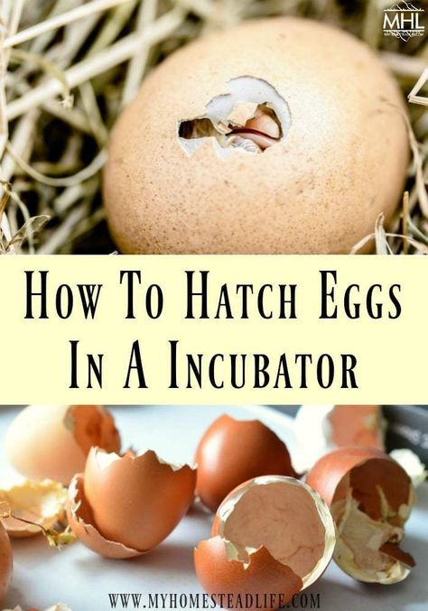 how to incubate eggs-hatching eggs Incubating Chicken Eggs, Homestead Skills, Egg Candling, Pet Duck, Egg Hatching, Chicken Raising, Felted Mice, Hatching Chickens, Backyard Ducks