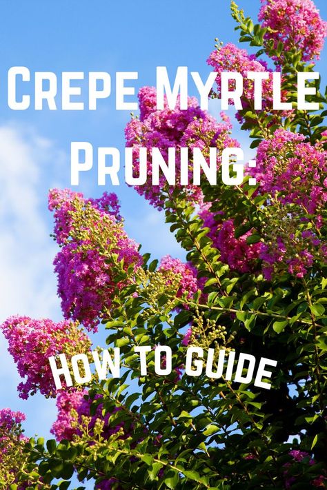 When To Prune Crape Myrtle Trees, Crepe Myrtle Trees Pruning, Crepe Myrtle Pruning, Pruning Crape Myrtle Tree, Prune Crepe Myrtle Tree, When To Trim Crepe Myrtle, Crepe Myrtle Care, When To Prune Crepe Myrtle Trees, Crape Myrtle Tree Landscaping