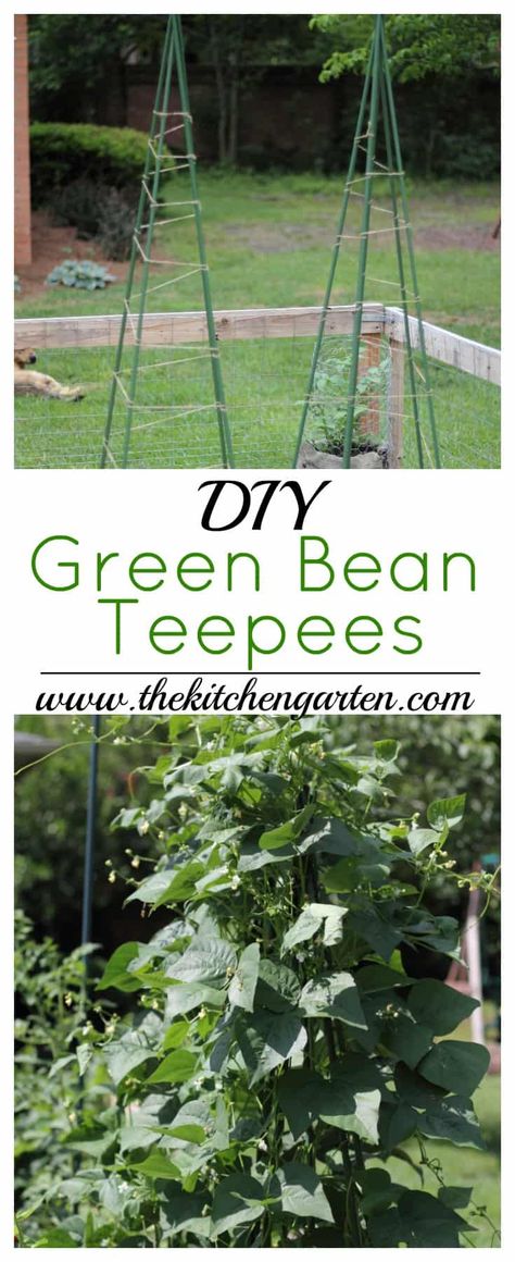 Green Beans Garden, Green Bean Trellis, فاصوليا خضراء, Bean Trellis, Teepee Trellis, Bean Garden, Growing Green Beans, Vertical Vegetable Gardens, Vertical Vegetable Garden