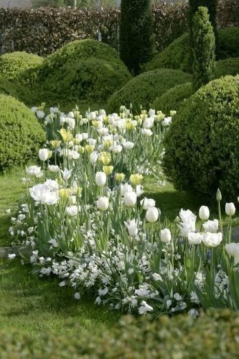 White Flowers Garden, Landscaping Florida, Florida Landscaping, Tulips Garden, Garden Shrubs, Moon Garden, Have Inspiration, Garden Living, White Tulips