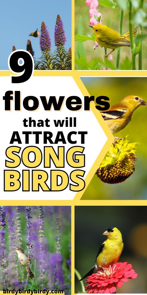 9 Flowers That Will Attract Songbirds Plants That Attract Birds, Insects Drawing, Hawk Species, Yard Animals, Animal Tips, Flower Garden Layouts, Bird Ideas, Texas Landscaping, Backyard Birds Sanctuary