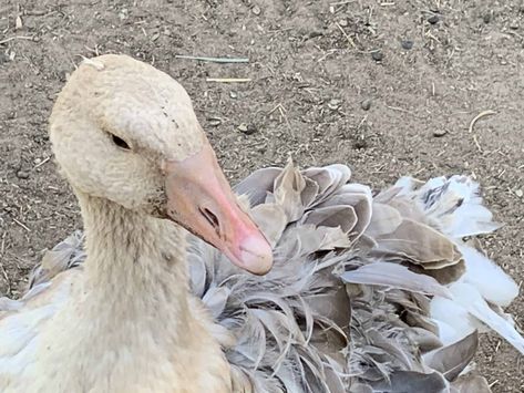 Sebastopol Geese ~ 6 Reasons to Raise, Breeding, Care, and More - Rural Living Today Geese House Ideas, Sebastopol Geese, Geese Breeds, Egg Production, Homesteading Skills, Rural Living, Lawn Maintenance, Chickens And Roosters, Chickens Backyard