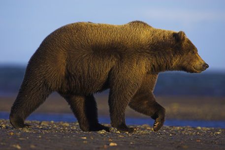 Grizzly Bear Side View, Bear Side Profile Tattoo, Bear Profile Picture, Animal Side Profile, Bear Side Profile, Animals Side View, Bear Side View, Bear Profile, Photo Ours