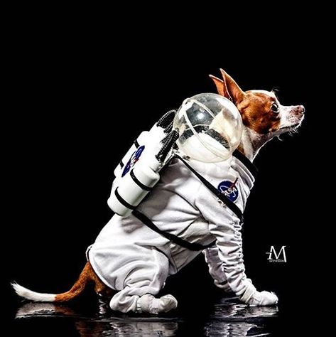 Astronaut dog costume Space Dog Costume, Dog Cloud Costume, Dog Astronaut Costume, Dog Alien Costume, Alien Dog Costume, Unique Pet Costumes, Dog Astronaut, Cute Dog Costumes, Sailor Moon Costume