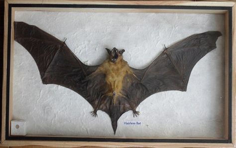 REAL HAIRLESS BAT Insect Taxidermy in wooden box by thaicraft2you Bat Taxidermy Display, Bat Taxidermy, Taxidermy Bat, Bat Species, Insect Taxidermy, Wet Specimen, Amazon Top, Wood Box, Art References