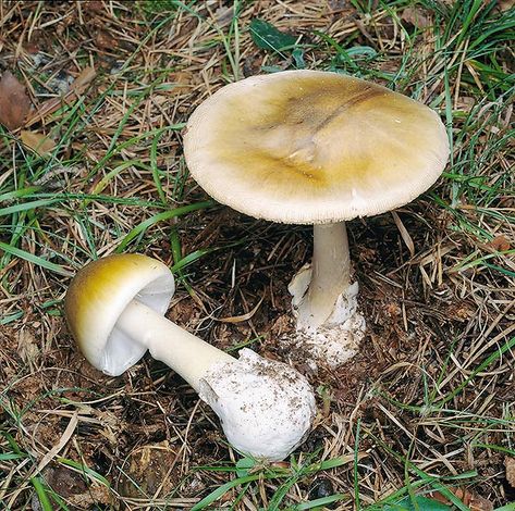 Amanita phalloides - Monaco Nature Encyclopedia Amanita Phalloides, Best Edibles, Chestnut Trees, Green Cap, Mushroom Fungi, English Translation, Monaco, Mario, Stuffed Mushrooms