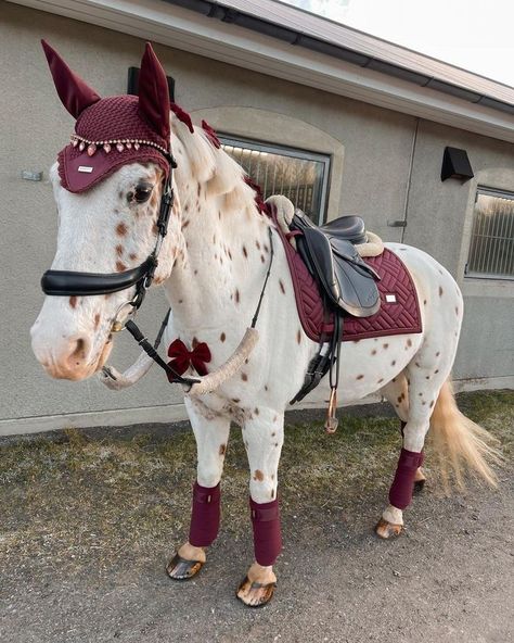 Horses are smart, majestic creatures. Except for the ones that aren't. Twitter user @mckellogs has just posted a thread, portraying the way their family are preparing for the impending snowmageddon, and it's their horse Tango that needs the most attention. Horses With Tack On, Horses Appaloosa, Rare Horse Colors, English Horses, Horses Funny, Horses Beautiful, Funny Horse Pictures, Horse Riding Aesthetic, Rare Horses