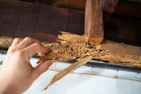 What’s the Difference? Identifying Termite vs. Carpenter Ant Damage Drywood Termites, Carpenter Ants, Ant Problem, Ant Infestation, Termite Damage, The Pest, Ant Colony, Carpenter Ant, Food Source