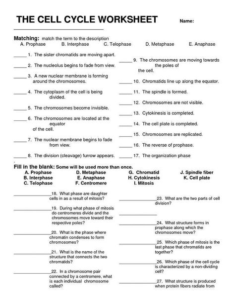 Cell Reproduction Worksheet Answers as Well as Cell Division and the Cell Cycle Worksheet Cell Division and the Cell Reproduction, Middle School Math Worksheets, The Cell Cycle, Cell Theory, Science Cells, Cells Worksheet, Biology Worksheet, Biology Classroom, 7th Grade Science