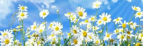 Daisy Banner Discord, Daisy Cover Photo Facebook, Daisy Cover Photo, Youtube Cover Photo Background, Pfp Flower, Cottagecore Header, Flower Header, Twitter Layout, Cover Pics For Facebook