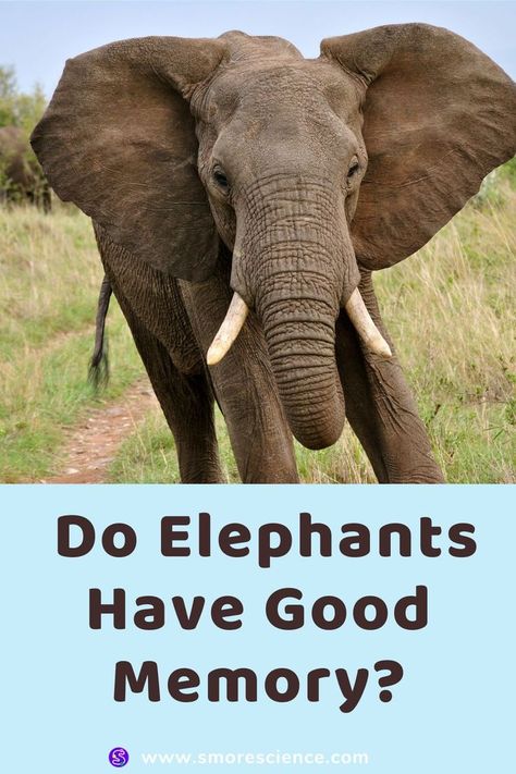 #science #scienceeducation #stem #sciencemagazine #elephants Nature Lessons, Science Magazine, Common Myths, An Elephant, Best Memories, A Year, Elephant, Science, Animals