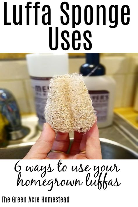 6 ways to use your homegrown luffa sponges after harvesting them! What are you going to do with your luffa sponges? #homesteading #luffasponges #homegrown What To Do With Luffa Gourds, Loofah Craft Ideas, Harvesting Luffa Sponge, How To Make A Loofah Sponge, Loofah Sponge Diy, Luffa Crafts Ideas, How To Make Luffa Soap, Luffa Sponge Diy, Luffa Sponge Gift Ideas