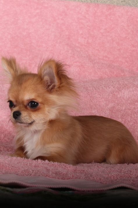 Toy Chihuahua, Chihuahua Breeders, Teacup Chihuahua Puppies, Chihuahua Puppies For Sale, Dog Parks, Teacup Chihuahua, Animals Amazing, Chihuahua Love, Teacup Puppies