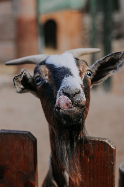 Goat Images, G.o.a.t Wallpaper, Goat Picture, Raising Goats, Goat Lover, Cute Goats, Reptiles Pet, Pet Rabbit, Animal Wallpaper