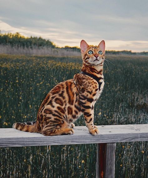 Adventure Cat, Bengal Kitten, Bengal Cats, Exotic Cats, Bengal Cat, Domestic Cat, Cute Cats And Kittens, Sphynx, Cat Care