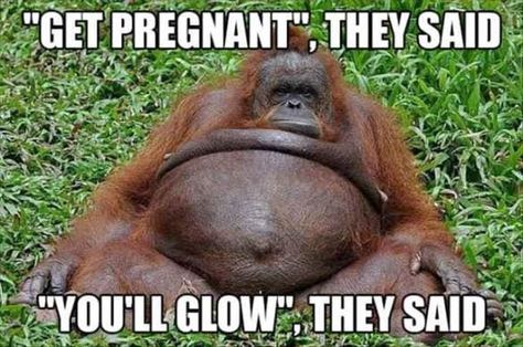 17 Fresh Animal Memes To Make You Laugh Till You Drop - I Can Has Cheezburger? Pregnancy Memes Funny, Get Me Pregnant, Jokes About Life, Pregnant Funny, Pregnancy Quotes Funny, Funny Pregnancy Memes, Funny Photos Ideas, Pregnancy Memes, Trendy Maternity Outfits