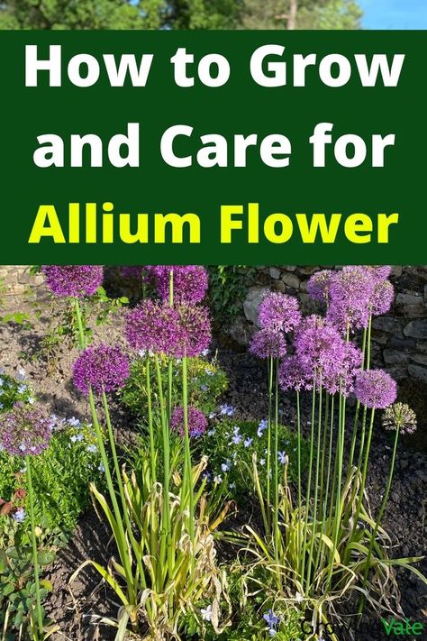 Allium Flower Serendipity Allium Flowers, Ornamental Onion Allium Flowers, Aliums In Garden, Alium Flower Border, Allium Flowers Landscaping, Allium Serendipity, Alliums Flower, Serendipity Allium, Millennium Allium