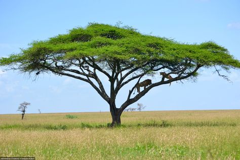 It was the start of mating season in the Serengeti, Tanzania. A male and female lion sit in a flat top acacia tree to escape the African sun. Photo by Charlotte Vincent. South African Trees, Male And Female Lion, African Trees, Africa Trees, African Animals Photography, Serengeti Tanzania, Art For Walls, African Tree, Female Lion