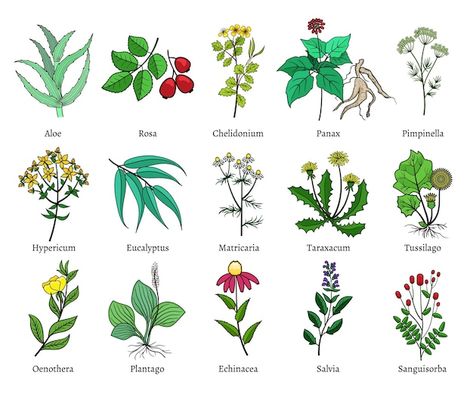 Free Vector | Medicinal herbs and plants doodle collection. hand drawn herb for medicinal use, herbal plant sketch drawing illustration Medicinal Wild Plants, Plant Sketches, Plant Doodle, Herbs And Plants, Medical Herbs, Herbal Plants, Plant Vector, Herbs For Health, Plant Drawing