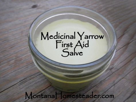 How to make a homemade medicinal yarrow first aid salve Montana Homesteader Salve Recipes, Herbal Salves, Healing Salves, Ginger Benefits, Natural Healing Remedies, Cold Home Remedies, Homemade Remedies, Healing Herbs, Natural Health Remedies