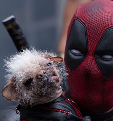 Marvel Live, Steam Profile, Adorable Baby Animals, Dog Pool, Deadpool 3, Dead Pool, And Peggy, Cutest Animals, Deadpool Wolverine