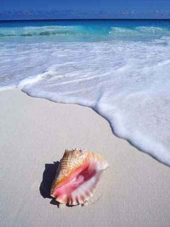 Beach House Colors, Jamaica Vacation, Beach Pink, Yucatan Mexico, Yucatan Peninsula, Tropical Beaches, Big Island Hawaii, Phuket Thailand, Conch Shell