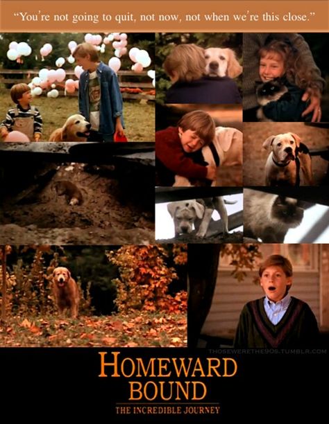 Homeward Bound Movie, Bound Movie, Wedding Songs To Walk Down Aisle, Dog Movies, Disney Watches, Homeward Bound, 90s Childhood, Wedding Songs, Love Movie