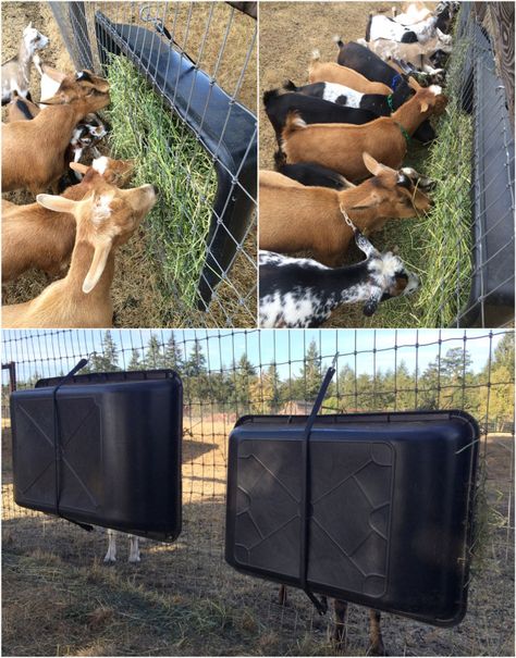 Goat Hay Feeders – FOUR CEDARS Goat Grain Feeder, Farm Life Aesthetic, Diy Barrel, Goat Hay Feeder, Goat Feeder, Goat Playground, Goat Toys, Goat Shelter, Goat Pen