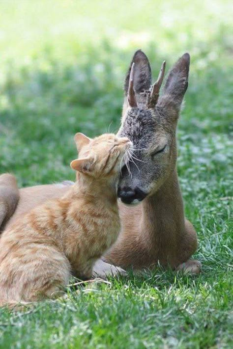 Unlikely Animal Friends, Animal Friendships, Odd Couples, Animals Friendship, Unusual Animals, Alaskan Malamute, Weird Animals, Cute Animal Pictures, Animal Friends