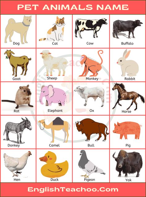 Pet Animals Chart, Pet Animals Name, Name For Pets, Male Dog Names Unique, Unusual Dog Names, Animals Name List, Name For Kids, Animals List, Animals Name In English