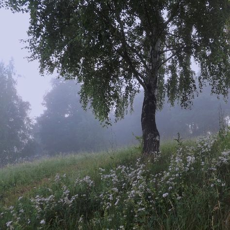 Dark Naturalism, Dark Fairycore, Foggy Forest, Fairy Aesthetic, Dark Fairy, Forest Fairy, Dark Forest, Nature Aesthetic, Pretty Places