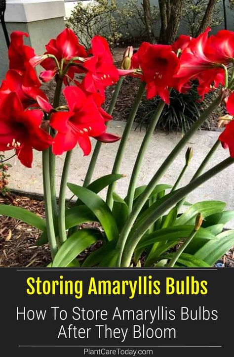 Tips On Storing Amaryllis Bulbs After They Bloom Amaryllis Care After Bloom, Amaryllis Care, Autumn Flowering Plants, Fall Container Plants, Houseplant Tips, Amaryllis Plant, Homestead Gardening, Fairy Garden Containers, Fall Planting