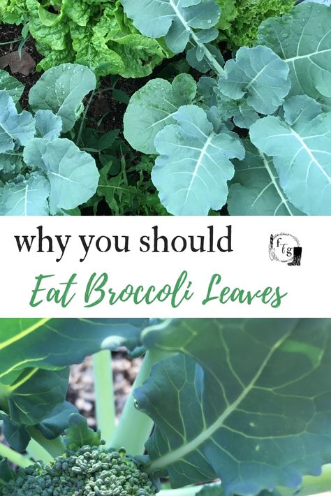 Broccoli Leaves- a New Garden Super Food | Family Food Garden How To Harvest Broccoli, Harvesting Broccoli, Broccoli Leaves, Homestead Lifestyle, Broccoli Plant, Homestead Gardening, Growing Broccoli, Gardening Tricks, Modern Homestead