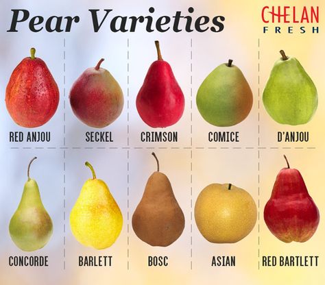 All About Pears - Chelan Fresh How To Ripen Pears, Pear Varieties, Fresh Vegetable Recipes, Fruit Fast, Holiday Fruit, Growing Fruit Trees, Minted Art, Red Pear, Pear Recipes