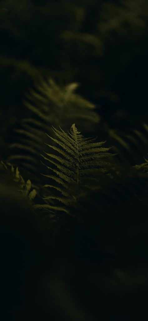 Minimal Wallpaper Samsung, Moody Phone Aesthetic, Dark Leaf Wallpaper, Fern Wallpaper Iphone, Plant Background Wallpapers, Aesthetic Leaf Wallpaper, Dark Green Phone Wallpaper, Dark Green Wallpaper Iphone, Dark Nature Aesthetic Wallpaper