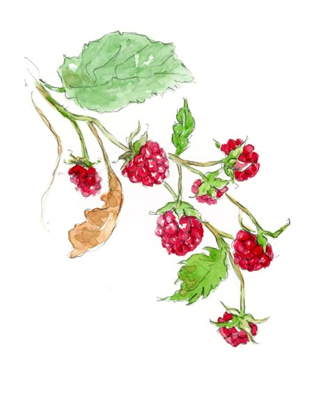 A few weeks ago I visited Andrews Farm in Milton, Ontario… they’ve a gorgeous raspberry patch, and loved the hunt of finding the best raspberries hiding under the shade of the leaves. Later I enjoyed studying the photos I took to create five different illustrated compositions of raspberries on branches. I love how the branches... Read More Raspberry Plant Drawing, Raspberry Art Drawing, Raspberry Bush Drawing, Raspberry Painting Easy, How To Draw Raspberries, Raspberry Drawing Simple, Raspberry Plant Tattoo, Wild Raspberry Tattoo, Raspberry Bush Tattoo