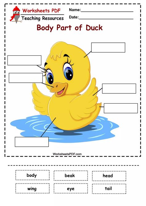 Preschool Labels, Literacy Activities Preschool, English Grammar For Kids, Animal Body Parts, Camp Activities, Grammar For Kids, Shapes Preschool, English Worksheets For Kids, Preschool Literacy