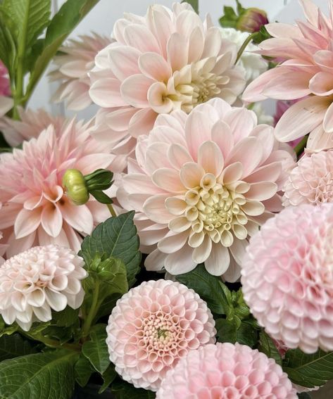 White Dahlia Bouquet, Pink Dahlias, Flowers Farm, White Dahlia, Dahlia Bouquet, Dahlias Garden, Bouquet Bride, Shell Pink, Farm Garden