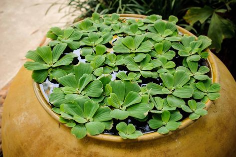 Caring for Dwarf Water Lettuce: Lighting, Humidity, and Supplements - Modern Aquarium, Water Lettuce, Aquascape Design, Fish Tank Plants, Floating Plants, Plant Hacks, Aquarium Plants, Natural Ecosystem, Best Plants