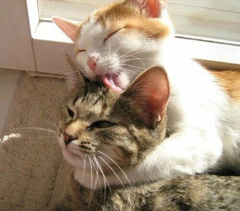 Kiss me <3 it! Funny Animal Images, Funny Animal Memes, Cute Creatures, Pretty Cats, Animal Memes, 귀여운 동물, Animals Friends, Crazy Cats, Cat Pics