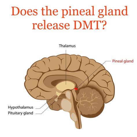 Does the Pineal Gland Release DMT? Pineal Gland Drawing, Pineal Gland Anatomy, Psychology Assignments, Seat Of The Soul, Human Biology, Yoga Anatomy, Pituitary Gland, Pineal Gland, Out Of Body