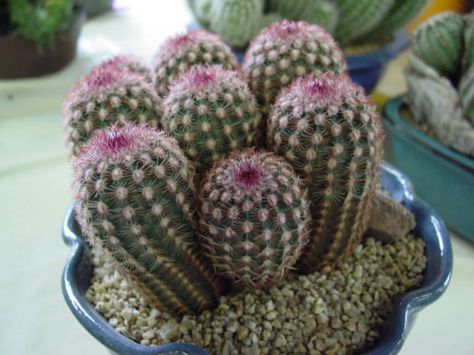 Echinocereus pectinatus (Rainbow Cactus) is a species of hedgehog cactus up to 14 inches (35 cm) tall. It commonly remains single but old... Hedgehog Cactus, Rainbow Cactus, Cactus House Plants, Waterwise Garden, Agave Plant, Daffodil Flower, Fertilizer For Plants, Peonies Garden, Hybrid Tea Roses