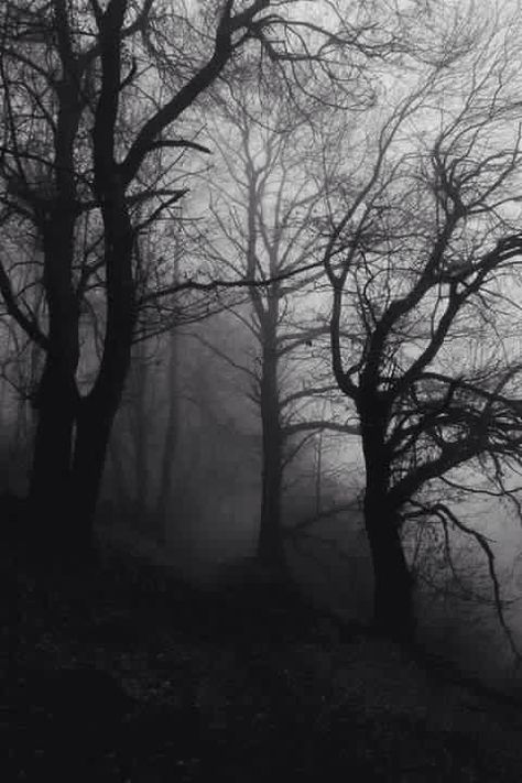 Creepy Woods, Dark Pics, 숲 사진, Oc Aesthetic, Foggy Day, رعب نفسي, Dark Paradise, Forest Nature, Rainbow Wallpaper