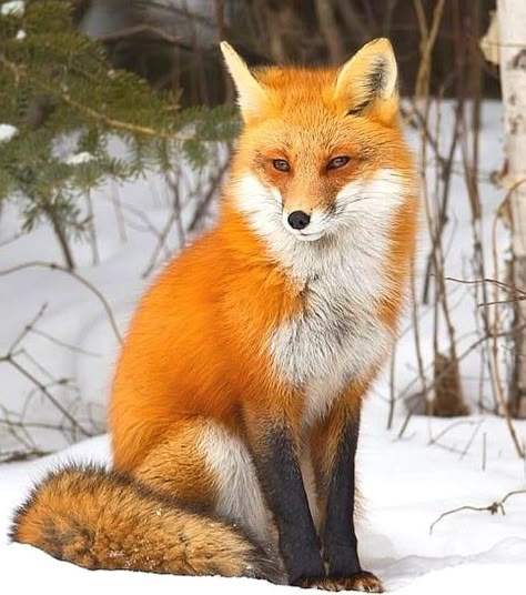 Unknown Facts, Fox Lover, Munich Germany, Red Fox, Facts About, Munich, Fox, Bmw, Photography