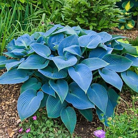 Hosta Halcyon, Blue Hosta, Hosta Varieties, Spring Hill Nursery, Shade Loving Perennials, Hosta Plants, Sun Perennials, Shade Perennials, Spring Hill